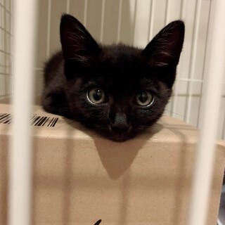 人懐こくて甘えん坊の黒猫の女の子　募集一時停止