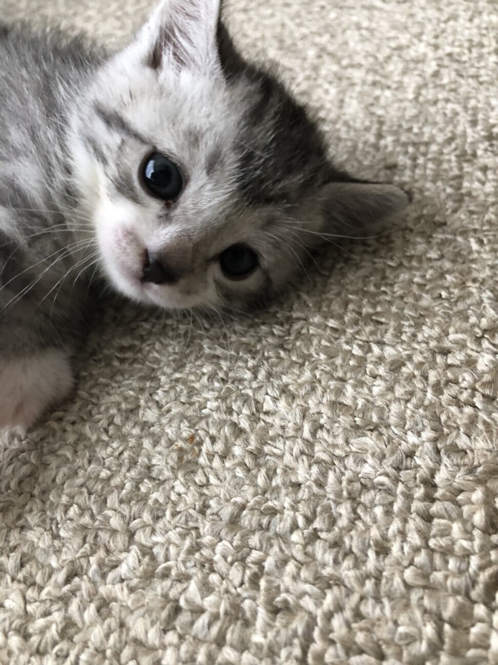 生後2ヶ月の子猫です 宮城県 猫の里親募集 ペットのおうち 月間利用者150万人