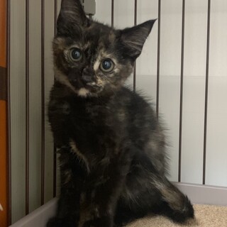 わさび、里親さま決定です