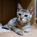 穏やかでキュートなキティ。里親さま決定