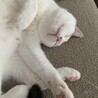 の写真