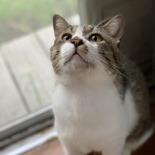 毛の生えたベイマックス！