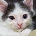 カッコいいもみあげの漱石、里親さま決定