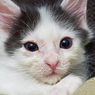 カッコいいもみあげの漱石、里親さま決定