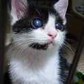 優しいメメちゃん、里親さま決定
