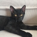 デレてきた黒猫しじみ♀約5か月