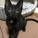 キキです、里親さま決定です