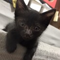 黒猫ジジです。里親さま決定です