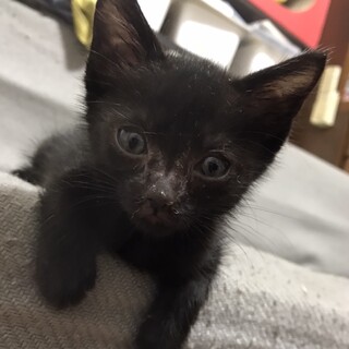 黒猫ジジです。里親さま決定です