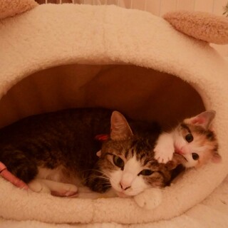 ♥母娘２匹で　家族に迎えてくれませんか♥