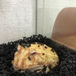 クランウェルツノガエル