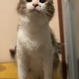 桜耳、長毛イケメン3.4歳♂