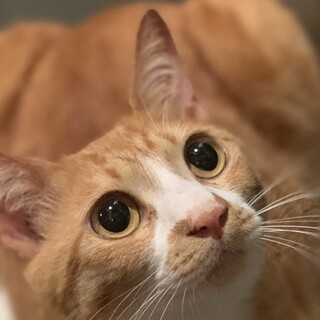 キラキラボイス