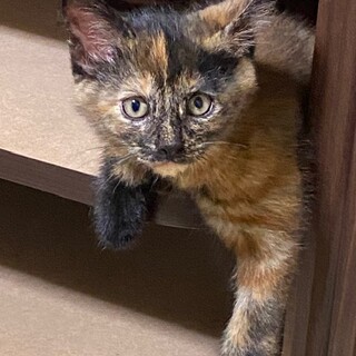 人気上昇中のサビ柄ニャンコ♡お玉ちゃん