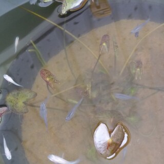 ミックスメダカの稚魚