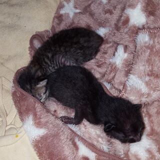 七夕産まれの子猫