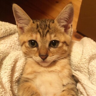 姉妹で保護した子猫( 2ヶ月弱) ①