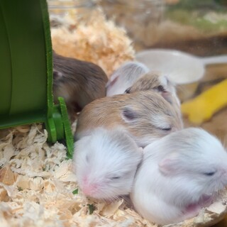 ロボロフスキーの赤ちゃん(6/6生まれ)※募集中止