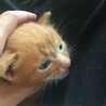 子猫の里親募集です サムネイル2