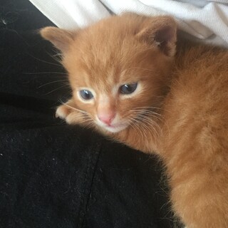 子猫の里親募集です