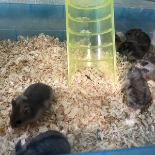 ハムスターの里親を募集しています。