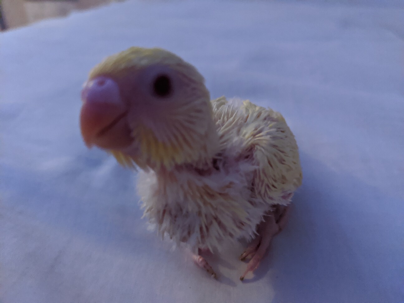 「セキセイインコ雛 」茨城県 鳥の里親募集(320032) ペットのおうち【里親決定25万頭!】 「セキセイインコ雛 」茨城県 鳥の里親募集(320032) ペットのおうち【里親決定25万頭!】