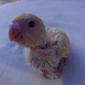 セキセイインコ雛 