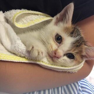 相談中募集停止★三毛にゃんすず★猫風邪治療中