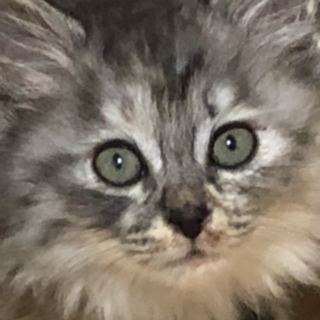 ありがとうございました★ふわふわ夢来ムクちゃん