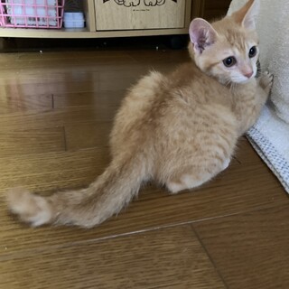 女の子に間違えられた僕 男子です