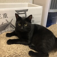 ヤマト