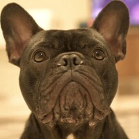 PUCK