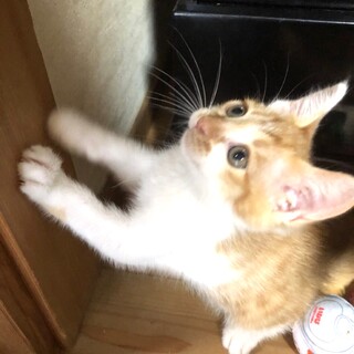 夏ちゃん、トライアルが決まりました。