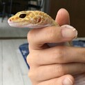 ヒョウモントカゲモドキ(レオパ)里親募集