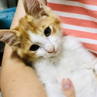 抱っこ大好きミール君里親決定