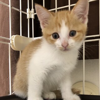 美しい三毛と茶白の親子猫の里親さん募集