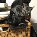急募！！放置されてた子猫を拾いました。