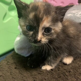 ※急募※仔猫ちゃん2匹