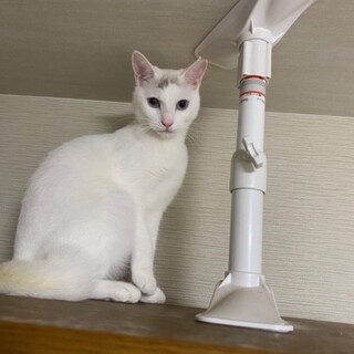 1歳くらいの女の子 シロチャン