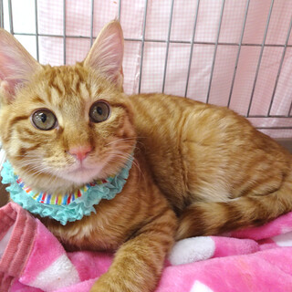 超甘えた♪食ハンディ茶トラ☆くっきーくん １歳