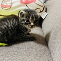 可愛いキジトラの子猫ちゃん 里親募集！