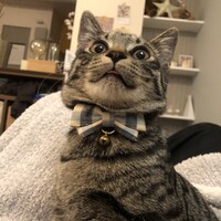 にゃー