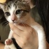 姉妹で保護した子猫(2ヶ月弱) ② サムネイル2