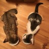 姉妹で保護した子猫(2ヶ月弱) ② サムネイル7