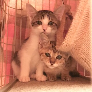 姉妹で保護した子猫(2ヶ月弱) ②
