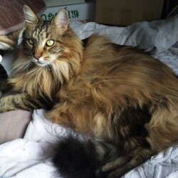 「呑気な巨猫の無防備な寝姿を鑑賞ください(笑)」サムネイル2