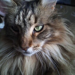 「呑気な巨猫の無防備な寝姿を鑑賞ください(笑)」サムネイル3