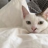 そろもん