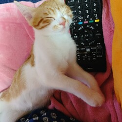 1ヶ月と2週間が経ちました。