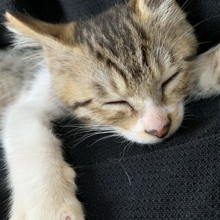 キジトラ♂やんちゃでかわいい甘えん坊です♡